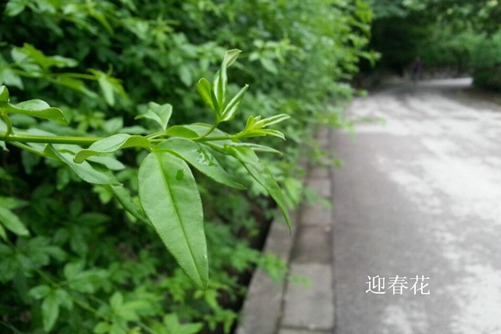 怎样区分迎春花和连翘，看图后再也不会傻傻分不清