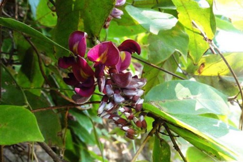 怎么辨别香花崖豆藤, 香花崖豆藤图片