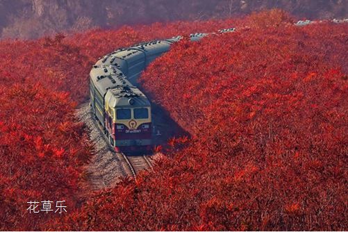 我将于巨变中生还，火炬树的生长习性及用途