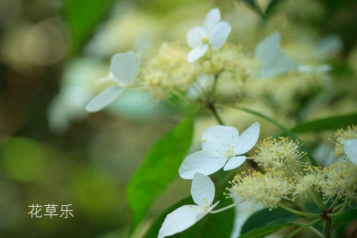 荼蘼花开-末日之美,荼蘼花图片大全！